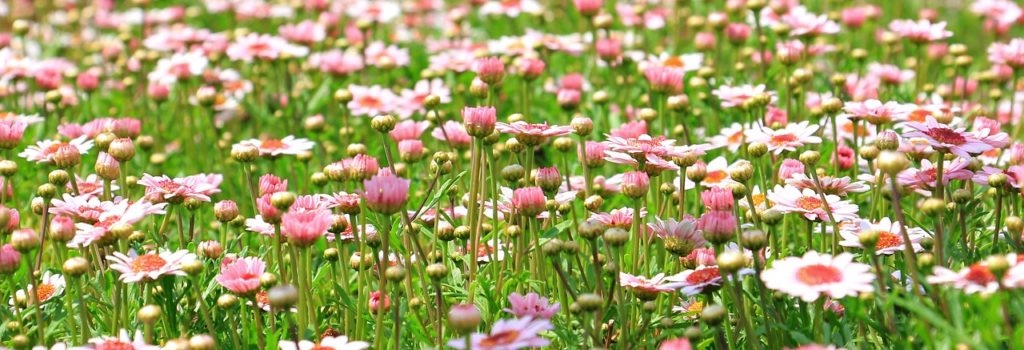 Erfurter Altstadtfrühling Frühlingsfest